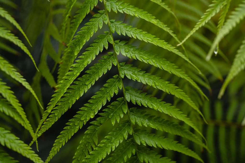 Detailed close-up of green fern leaves with fresh water droplets, showcasing natural beauty.